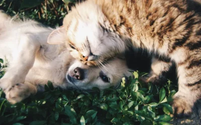 Allergy is a complex condition
