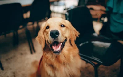 Allergy Treatment for Dogs and Cats